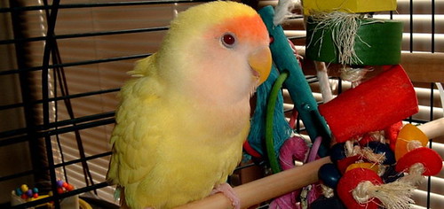 Best play gym for cockatiels