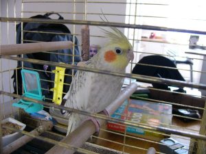 Best bird cage cleaner spray