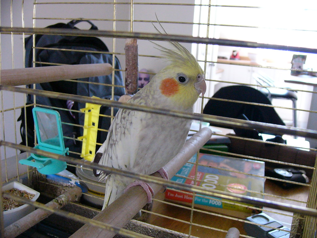 Best bird cage cleaner spray