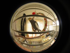 Best bird swing hammock