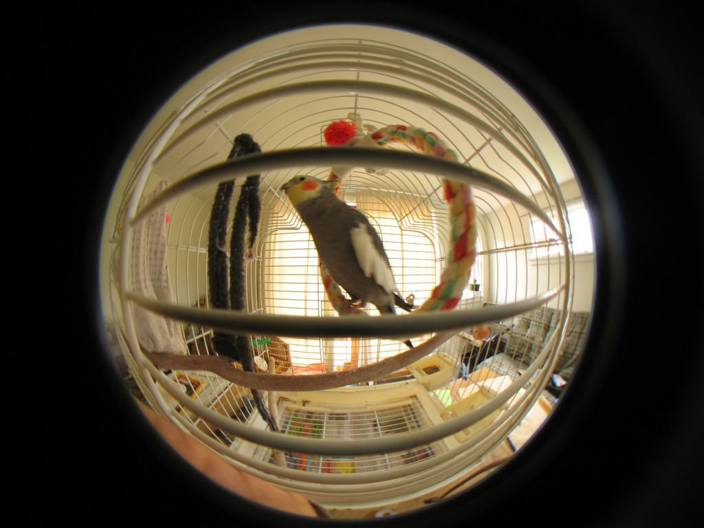 Best bird swing hammock
