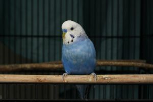 Best window perch for birds