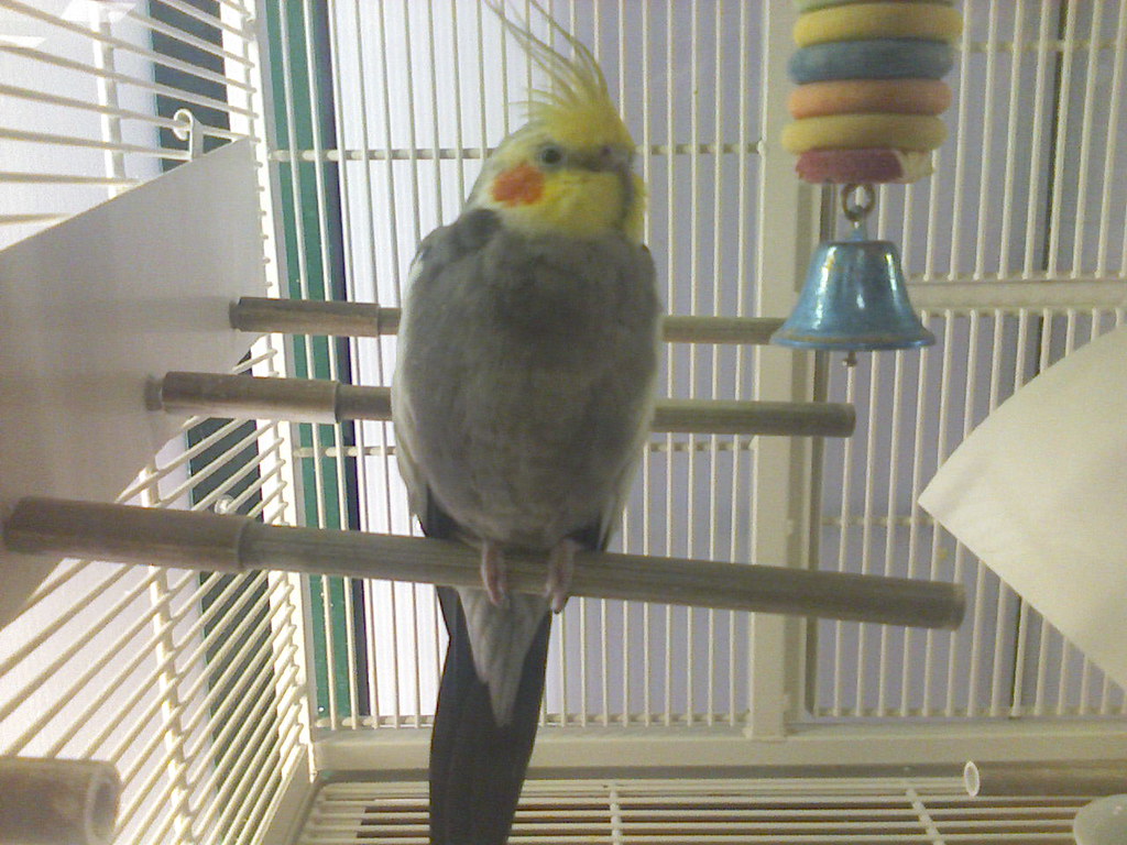 Cockatiel Cage