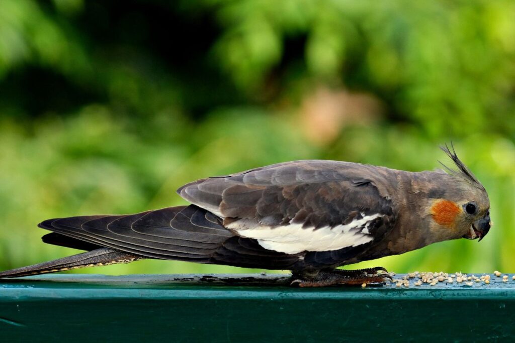 A grey cockatiel eating seeds from a garden table.