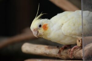 A white and yellow cockatiel with orange cheek patches perched on a wooden branch.