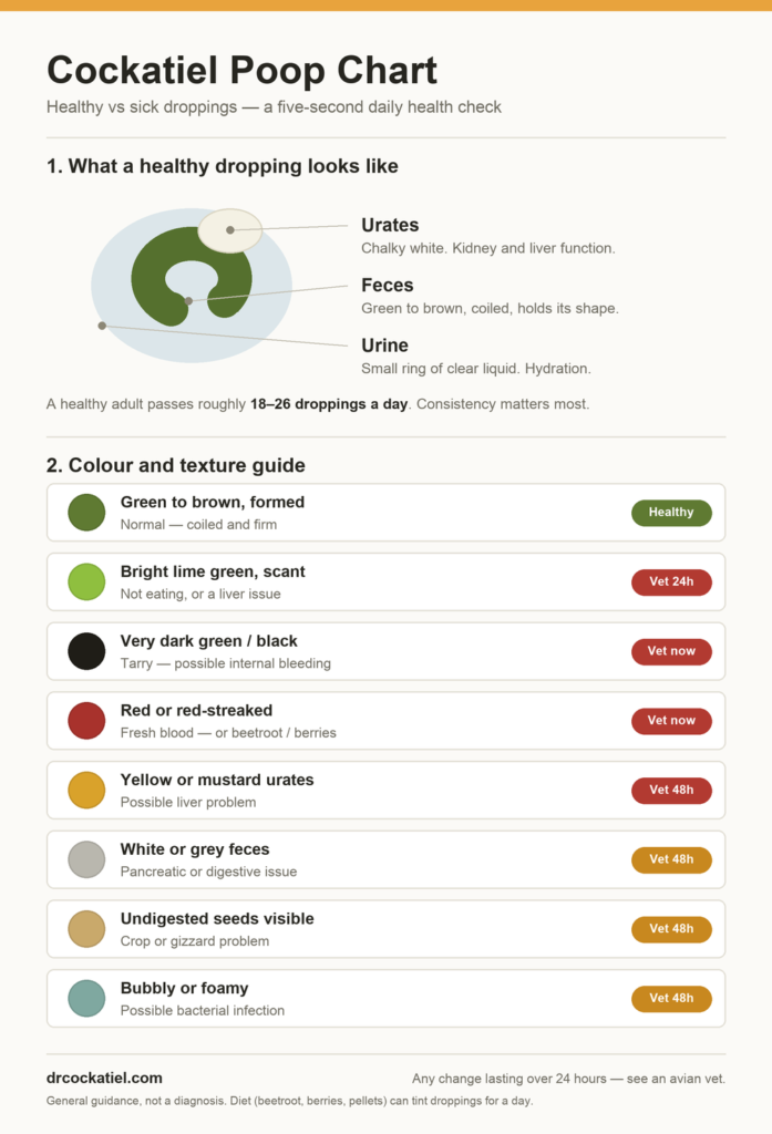 Cockatiel poop chart showing the three parts of a healthy dropping — green coiled feces, chalky white urates and a clear urine ring — plus a colour guide rating eight dropping types from healthy to urgent vet visit.