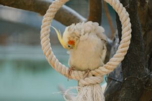 A cream-coloured cockatiel resting on a rope ring perch indoors.