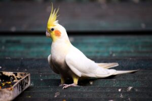 A white and yellow cockatiel standing alert with its crest raised.