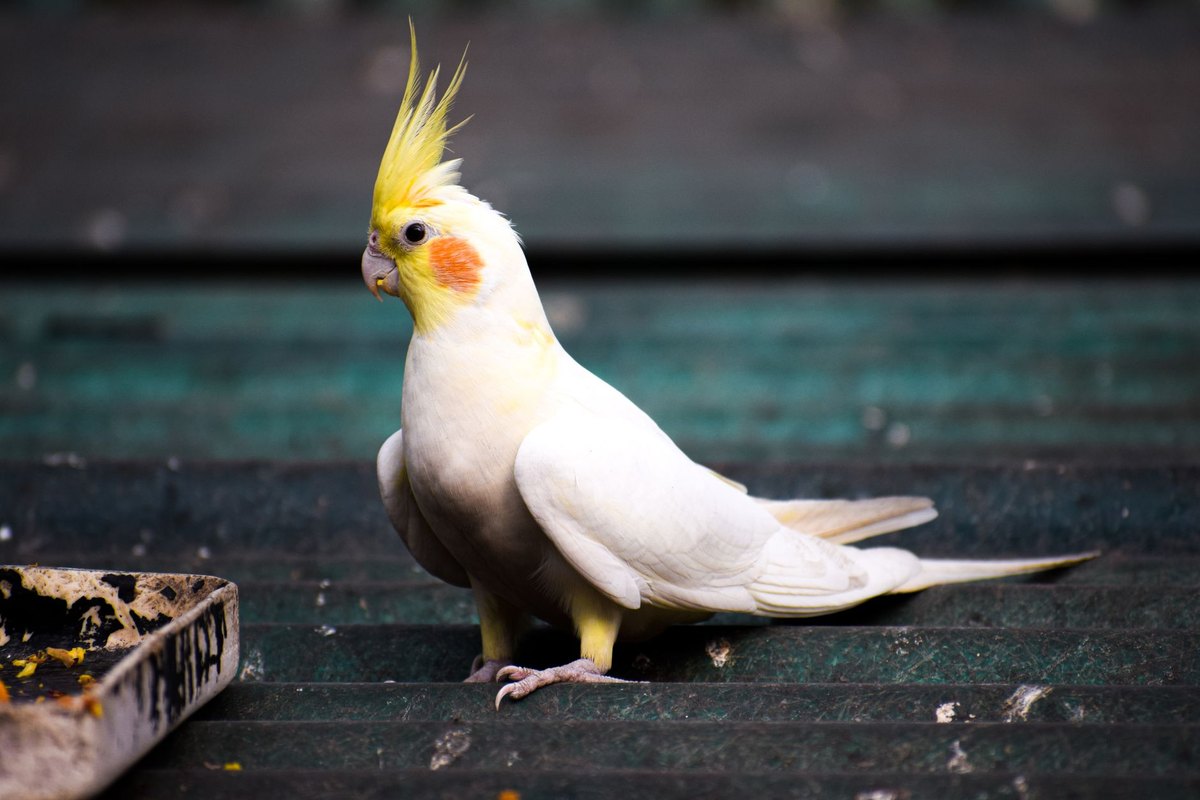 A white and yellow cockatiel standing alert with its crest raised.